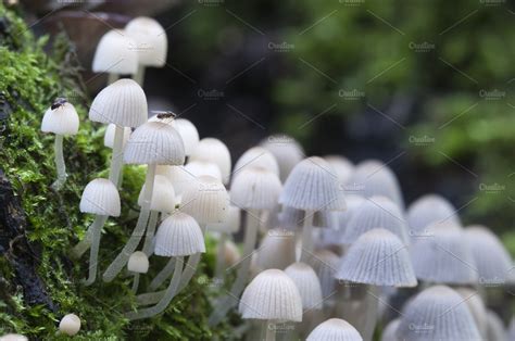 Mushrooms on a stump featuring stump, stub, and mushroom | Nature Stock ...