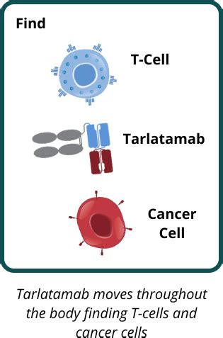 About Tarlatamab | Tarlatamab Clinical Trials