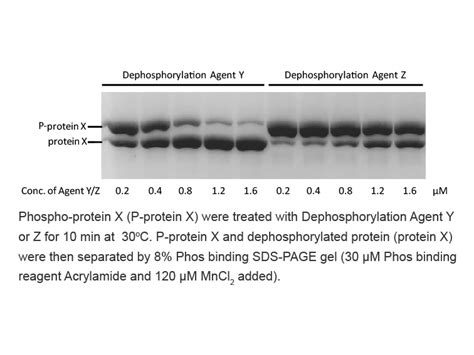 APExBIO - Phos binding reagent (Phosbind) acrylamide