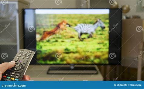 Watching Wildlife Documentary at Home Stock Image - Image of equipment, document: 95363349