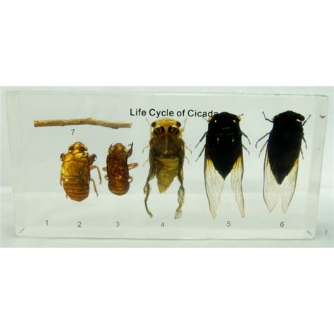 Life Cycle of the Cicada set in acrylic resin, at natur.