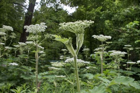 Cow Parsnip: Identification, Edible Parts, and Cooking