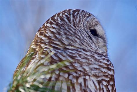 A Barred Owl Hunting by Day | Smithsonian Photo Contest | Smithsonian ...