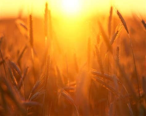 Field Of Wheat, Close-up, Sweden by Roine Magnusson