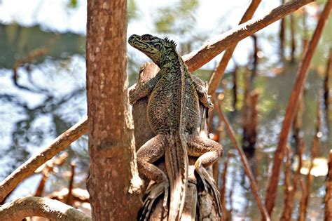 PH sailfin lizards in Misamis Oriental: An unusual case of a community lizard | ABS-CBN News