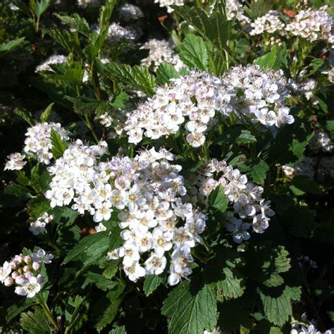 Physocarpus opulifolius 'Nanus' from Neil Vanderkruk Holdings Inc.