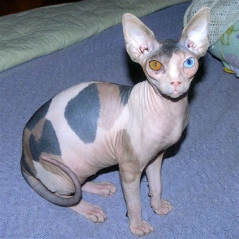 Sphynx Cats - Weird Aliens or Cats Without Fur?