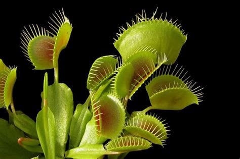 The Ultimate Guide to Carnivorous Plants • Kiwi Nurseries Ltd