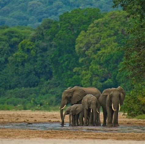 Lake Manyara National Park in Tanzania. Photo by martinbuzora (Instagram) African Forest ...