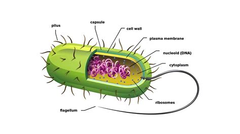 16 Difference Between Flagella And Pili With Pictures Viva Differences ...