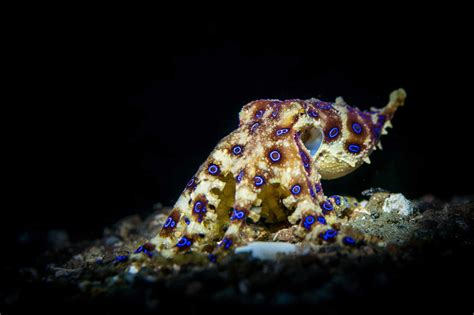 Greater Blue-Ringed Octopus - OctoNation - The Largest Octopus Fan Club!