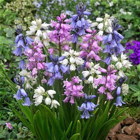 Hyacinth Bulbs | Shop 10 Varieties | Eden Brothers