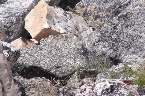 Pika-boo: Climate change threatens remote habitat of tiny rabbit relative | CBC News