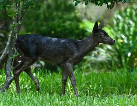 Melanistic deer | Melanistic animals, Whitetail deer, Melanistic