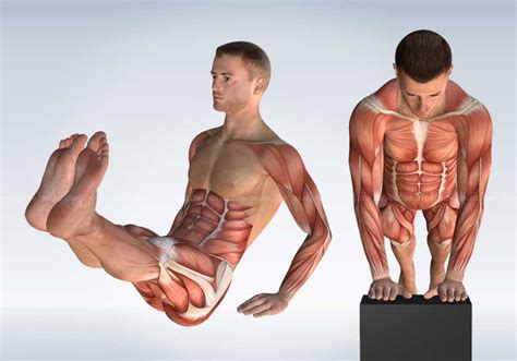 Exercise Anatomy 3D Illustration | Anatomy Illustrator