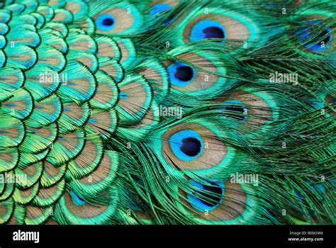 A closeup of some peacock feathers Stock Photo - Alamy