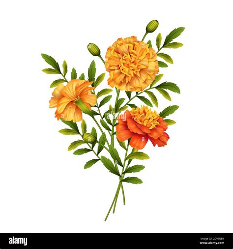 Marigold Flowers Design Stock Vector Image & Art - Alamy