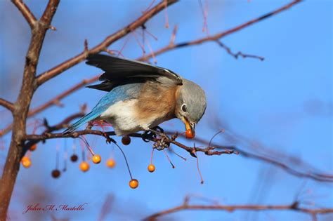 Long Island Wildlife Photography