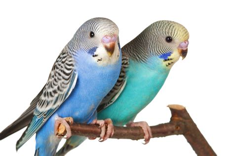 Budgie - Parrot Essentials