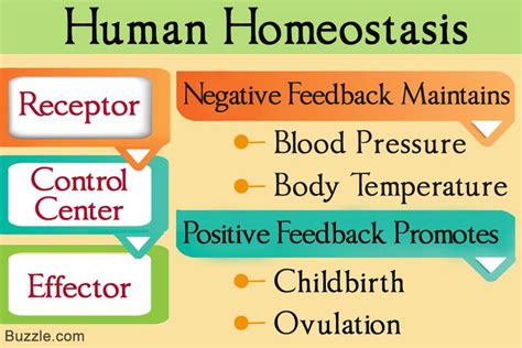 Understanding Negative and Positive Feedback in Homeostasis | Basic anatomy and physiology ...