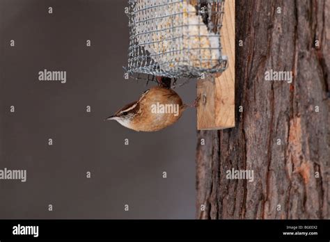 Carolina wren feeding at suet feeder Stock Photo - Alamy