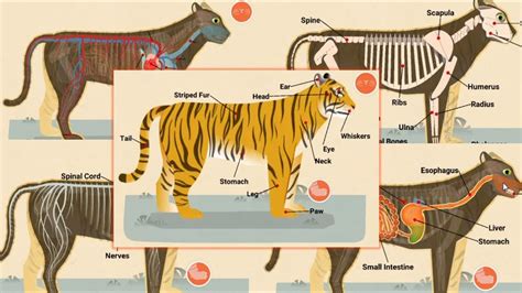 Animal parts of Body | Mammal | Bengal Tiger | TIGER | PANTHERA TIGRIS - YouTube