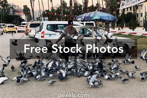 Pigeons Feeding Photos, Download The BEST Free Pigeons Feeding Stock ...