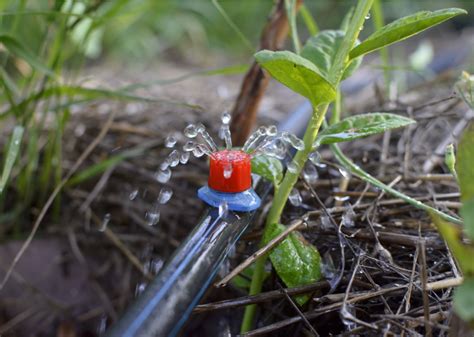 Home Irrigation: How To Install A Drip Irrigation System