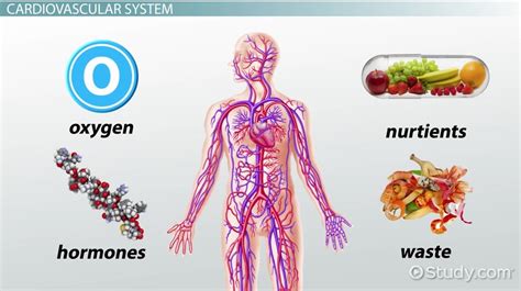 Capillary Beds: Definition & Functions - Video & Lesson Transcript | Study.com