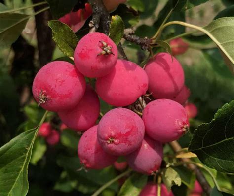 20 Types of Crabapple Trees - ProGardenTips