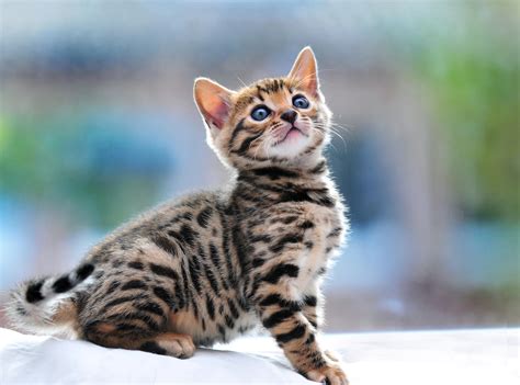 Bengal Cat Wallpapers - Wallpaper Cave