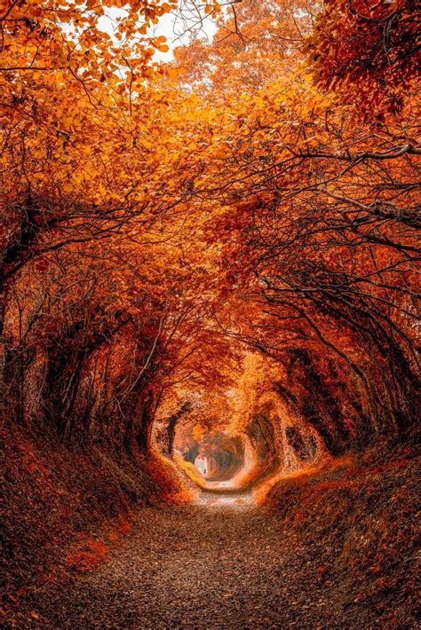 Fabulous Weird on Twitter | Autumn scenery, Fall pictures, Autumn trees