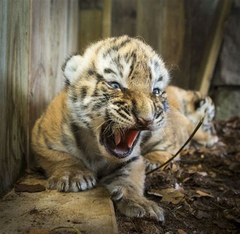 Amur Tiger cub | Tigers | Pinterest