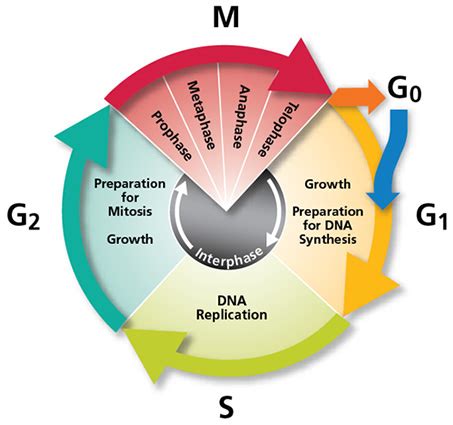 With the help of Suitable Diagram Describe the Cell Cycle - CBSE Class ...