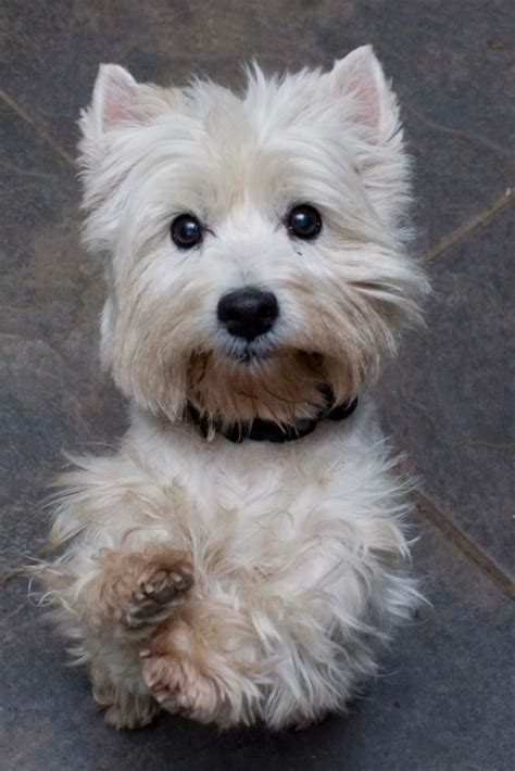 Westie Mix Puppies For Adoption - Pudding to come