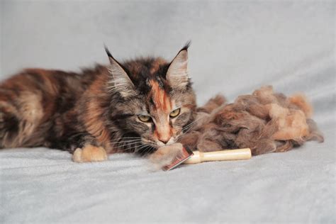 How To Keep Maine Coon Cats from Matting? (According to Vets) - MaineCoon.org