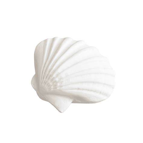 White Scallop Shell | Poly | Home Decor | RAW Sunshine Coast