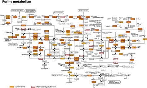 Fig. S5. Pathway of purine metabolism in | Download Scientific Diagram