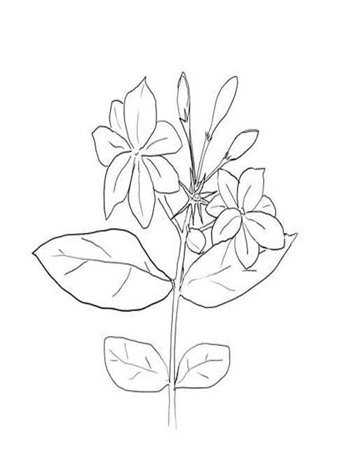 ปักพินในบอร์ด Flowers Coloring Pages