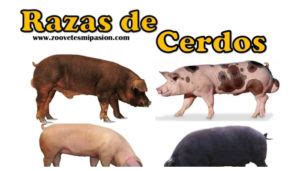 🐷 Razas de cerdo tipo carne y razas maternas