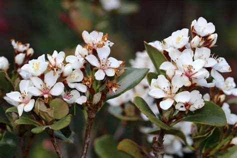 Indian Hawthorn (Rhaphiolepis indica) Grow and Care Tips | Florgeous