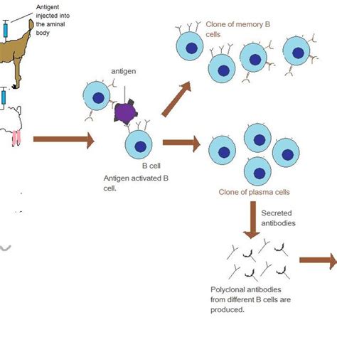 Production of Polyclonal Antibodies | Download Scientific Diagram