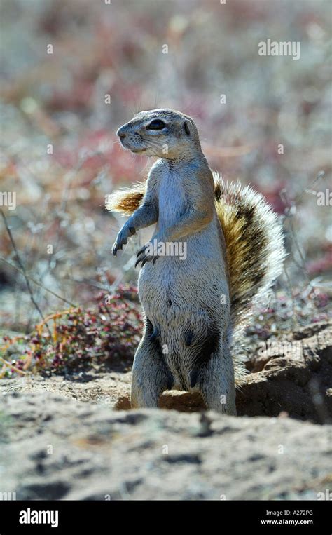 Cape ground squirrel shade hi-res stock photography and images - Alamy