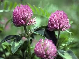 Appointed by God: Red Clover Identification