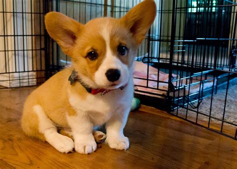 This is Spud, a curious little 8-week-old Corgi :) | Corgi puppy, Corgi dog, Corgi