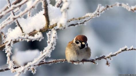 Winter Sparrows