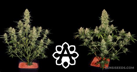 Autoflowering Cannabis FAQ: 7 Must-Know Facts - Sensi Seeds