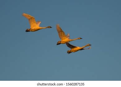 1,335 Tundra Swan Migration Images, Stock Photos & Vectors | Shutterstock