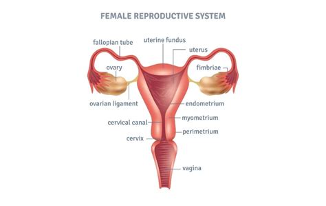 Fundus Of Uterus: Anatomy And Function Kenhub, 44% OFF