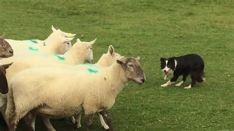 Professional Shepherd and Sheepdog in Ireland - YouTube